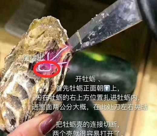 生蠔的眼睛長在哪里