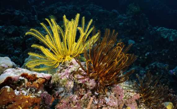 渾身帶刺的動物,除了刺猬,還有什么動物帶刺?圖6