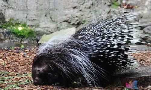 頭上有角身上有刺的動物