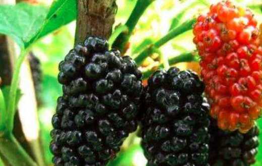 春天有哪些水果,春天吃的水果有哪些圖6