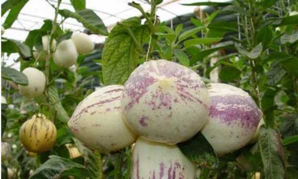 人參果熟了會變軟,人參果軟了就熟了 軟的人參果成熟了還能吃嗎圖3