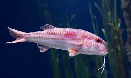 騾子是什么動物