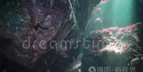 騾子是什么動物