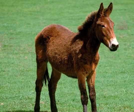 古人對魚的美稱是什么