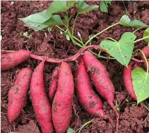 甘薯和紅薯地瓜有什么區(qū)別
