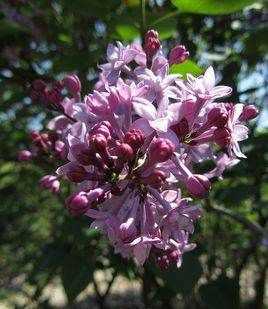 丁香花什么顏色,丁香花是什么顏色圖5