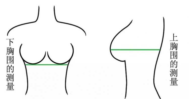 不會量胸圍怎么知道