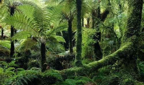 熱帶雨林氣候夏季冬季特點(diǎn)