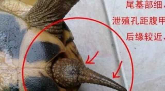 巴西龜怎么分公母，巴西龜怎么分公母？圖1