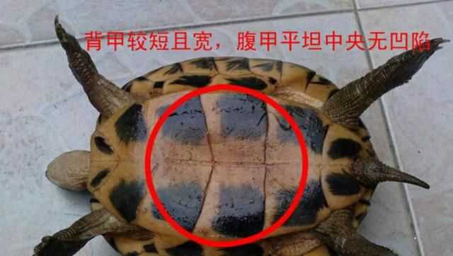 巴西龜怎么分公母，巴西龜怎么分公母？圖2