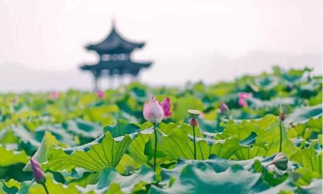 曉出凈慈寺送林子方古詩(shī)的意思，曉出凈慈寺送林子方古詩(shī)最簡(jiǎn)單易懂的意思是什么？圖2