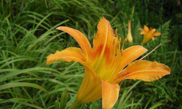 忘憂草是什么意思在愛情里,忘憂草的花語是什么意思圖3