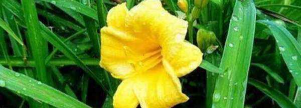 忘憂草是什么意思在愛情里,忘憂草的花語是什么意思圖5