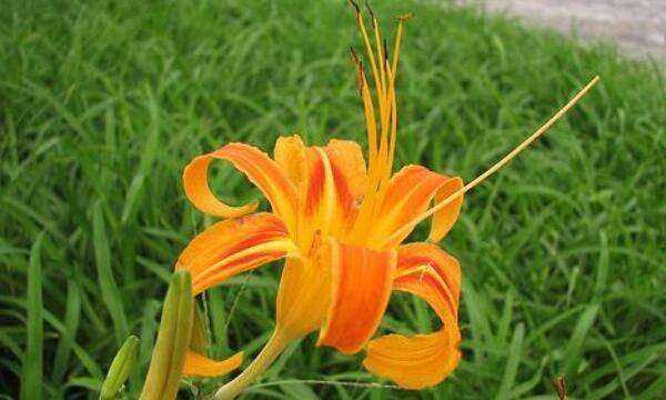 忘憂草是什么意思在愛情里,忘憂草的花語是什么意思圖6