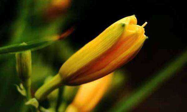 忘憂草是什么意思在愛情里,忘憂草的花語是什么意思圖7