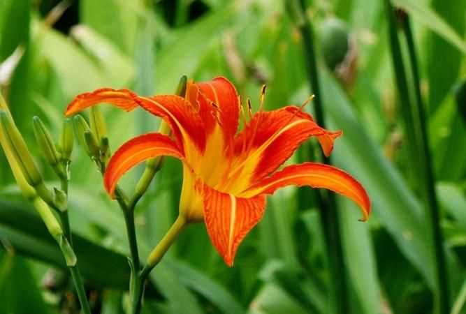 忘憂草的意思是什么