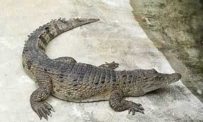 鱷魚屬于哪類動物,鱷魚屬于哪類動物圖2