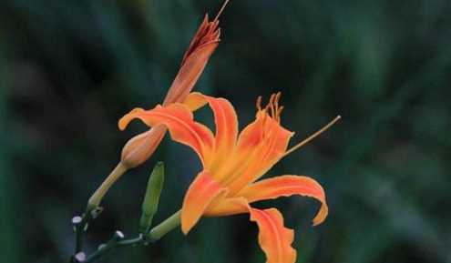 母親節(jié)送什么花,母親節(jié)送什么花給媽媽最合適?圖7