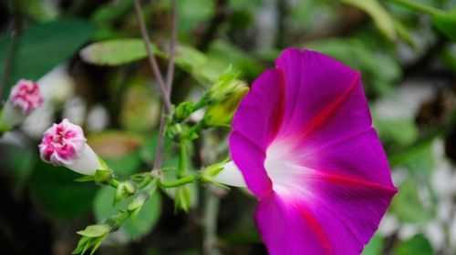 牽?；ǖ幕ㄕZ，他的又名和又名的含義