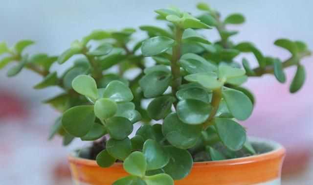 金枝玉葉花的養(yǎng)殖方法和注意事項，金枝玉葉養(yǎng)殖方法與注意事項？圖4