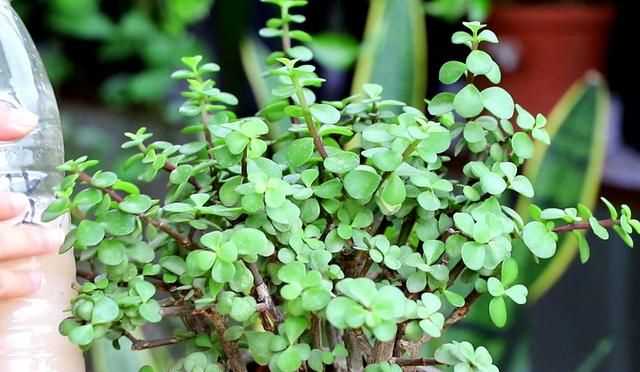 金枝玉葉花的養(yǎng)殖方法和注意事項，金枝玉葉養(yǎng)殖方法與注意事項？圖5