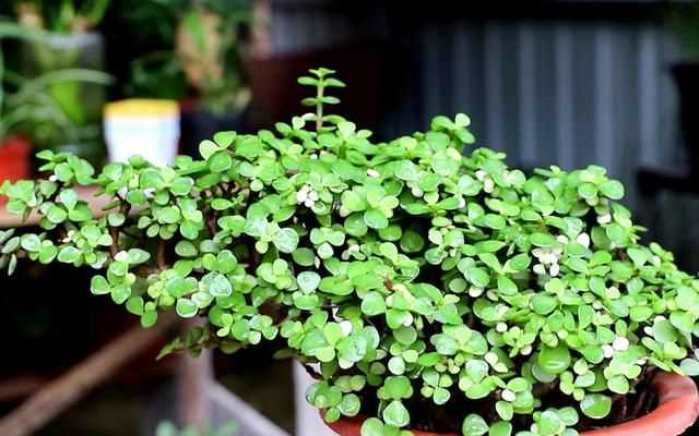 金枝玉葉花的養(yǎng)殖方法和注意事項，金枝玉葉養(yǎng)殖方法與注意事項？圖6