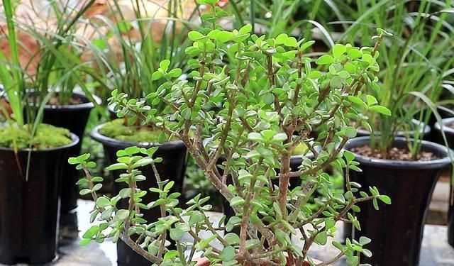 金枝玉葉花的養(yǎng)殖方法和注意事項，金枝玉葉養(yǎng)殖方法與注意事項？圖7