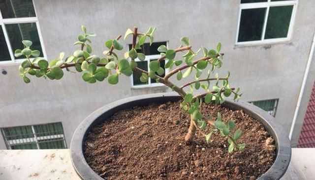 金枝玉葉花的養(yǎng)殖方法和注意事項，金枝玉葉養(yǎng)殖方法與注意事項？圖8