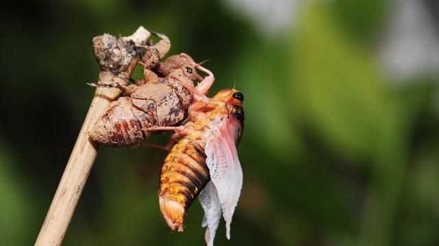 知了能吃嗎吃了對(duì)身體有什么好處