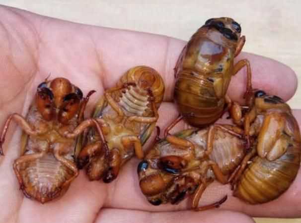 知了有什吃知了會(huì)吃什么呢