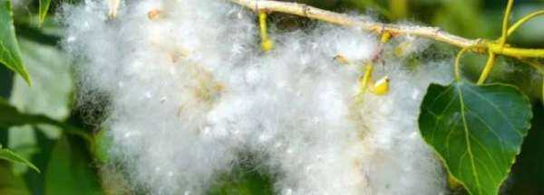 紗窗上的柳絮怎么清理,紗窗的柳絮怎么清理圖4