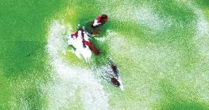 柿子里的蟲子是什么蟲,柿子上的白色蟲子是胭脂蟲是棉蚧嗎圖1