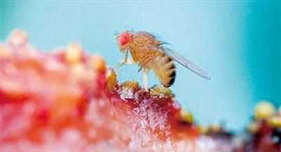 果蠅是否屬于生物性危害性異物