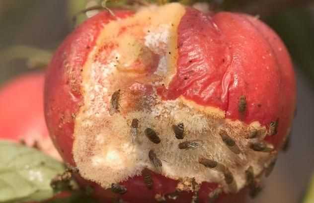 知道果蠅和蒼蠅的區(qū)別嗎