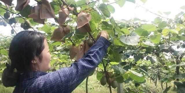 果蠅的危害，果蠅是否屬于生物性危害性異物？圖3