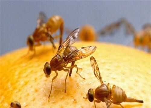 果蠅的危害，果蠅是否屬于生物性危害性異物？圖4