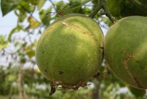 果蠅的危害，果蠅是否屬于生物性危害性異物？圖5