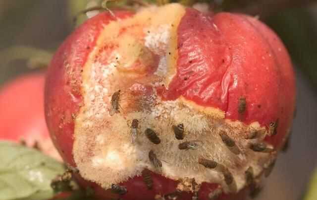 果蠅的危害，果蠅是否屬于生物性危害性異物？圖6