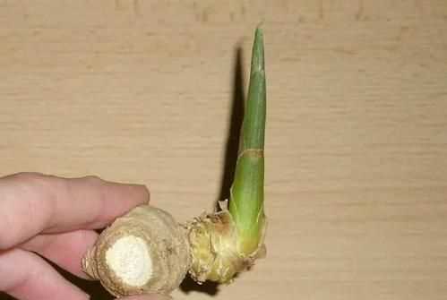 生姜發(fā)綠發(fā)芽還能吃嗎,發(fā)芽生姜吃了會(huì)怎么樣