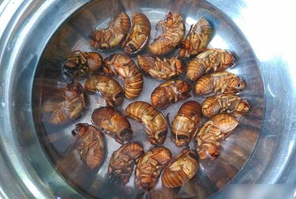 知了猴怎么炸才好吃,知了猴怎么做才好吃圖8