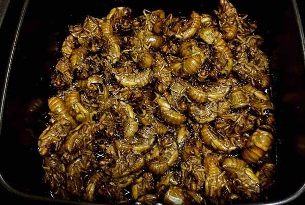 知了猴怎么炸才好吃,知了猴怎么做才好吃圖11