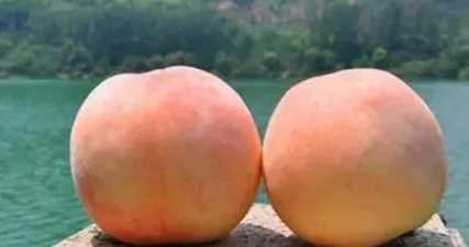 白鳳桃是水蜜桃,白鳳水蜜桃和陽(yáng)山水蜜桃區(qū)別圖3