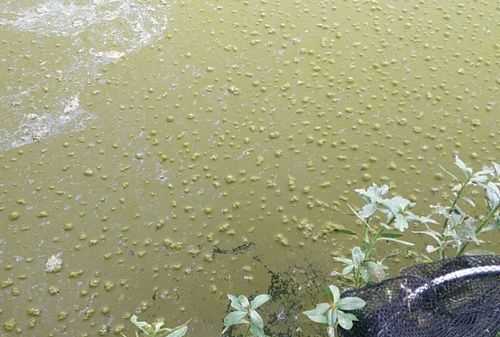 池塘水面上有紅鐵銹怎么去除