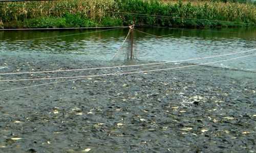 魚塘水面有一層鐵銹水怎么辦,魚塘里有銹水怎么處理視頻圖4