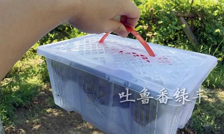 葡萄可以快遞嗎 會不會壞