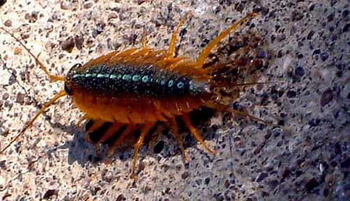 海蟑螂咬人,海蟑螂會不會主動咬人圖1