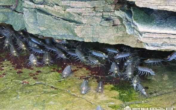 蟑螂為什么會咬人怎么辦