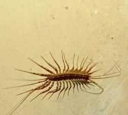 小蜘蛛爬過的床單不洗能睡嗎