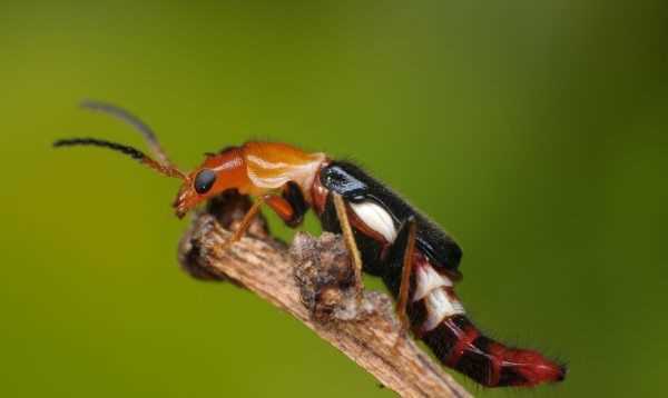 蚰蜒爬過的床單還能睡,前幾天下雨了嗎圖4