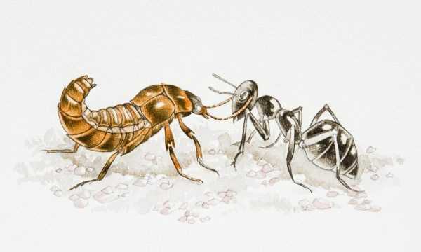 蚰蜒爬過的床單還能睡,前幾天下雨了嗎圖5